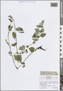 Mentha arvensis L., Eastern Europe, Middle Volga region (E8) (Russia)