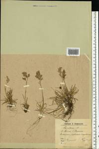 Poa alpina L., Eastern Europe, Northern region (E1) (Russia)