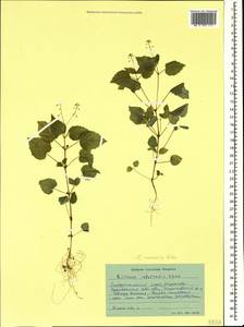 Circaea alpina subsp. caulescens (Kom.) Tatew., Caucasus, Stavropol Krai, Karachay-Cherkessia & Kabardino-Balkaria (K1b) (Russia)