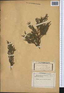 Juniperus sabina L., Western Europe (EUR) (Not classified)