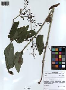 Scrophularia nodosa L., Siberia, Altai & Sayany Mountains (S2) (Russia)