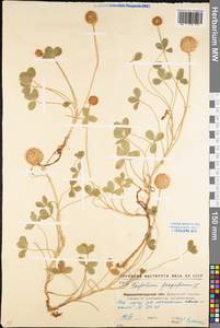 Trifolium fragiferum L., Eastern Europe, North Ukrainian region (E11) (Ukraine)