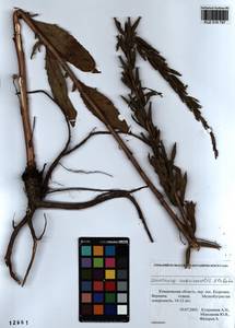 Oenothera ×rubricaulis Kleb., Siberia, Altai & Sayany Mountains (S2) (Russia)