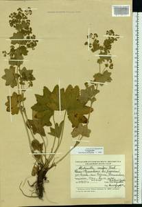 Alchemilla szaferi Pawl., Eastern Europe, West Ukrainian region (E13) (Ukraine)