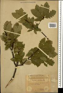 Quercus petraea subsp. polycarpa (Schur) Soó, Caucasus, Azerbaijan (K6) (Azerbaijan)