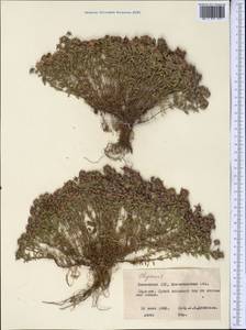 Thymus, Middle Asia, Northern & Central Kazakhstan (M10) (Kazakhstan)