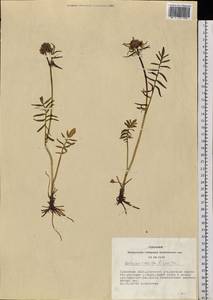 Valeriana rossica P. A. Smirn., Siberia, Altai & Sayany Mountains (S2) (Russia)