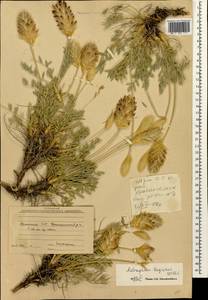 Astragalus lagopoides Lam., Caucasus, Armenia (K5) (Armenia)
