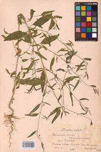 Atriplex patula L., Eastern Europe, Central forest-and-steppe region (E6) (Russia)