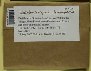 Dolichomitriopsis diversiformis (Mitt.) Nog., Bryophytes, Bryophytes - Russian Far East (excl. Chukotka & Kamchatka) (B20) (Russia)