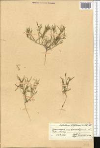 Leptaleum filifolium (Willd.) DC., Middle Asia, Kopet Dag, Badkhyz, Small & Great Balkhan (M1) (Turkmenistan)