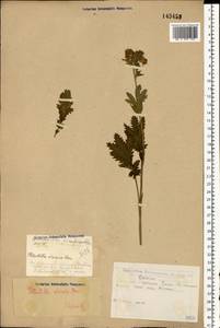 Potentilla longifolia Willd., Eastern Europe, Eastern region (E10) (Russia)