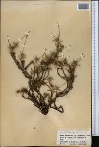 Acantholimon pavlovii Lincz., Middle Asia, Western Tian Shan & Karatau (M3) (Kazakhstan)