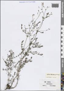 Galium xeroticum (Klokov) Pobed., Caucasus, Stavropol Krai, Karachay-Cherkessia & Kabardino-Balkaria (K1b) (Russia)