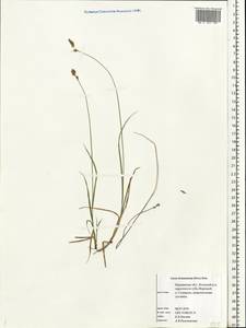 Carex brunnescens (Pers.) Poir., Eastern Europe, Northern region (E1) (Russia)