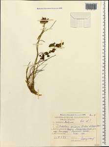 Trifolium ambiguum M.Bieb., Caucasus, Georgia (K4) (Georgia)