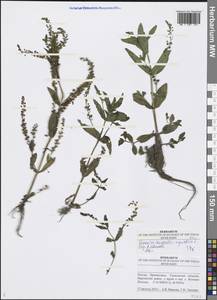 Veronica anagallis-aquatica L., Eastern Europe, Middle Volga region (E8) (Russia)