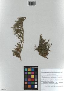 Diphasiastrum alpinum (L.) Holub, Siberia, Altai & Sayany Mountains (S2) (Russia)