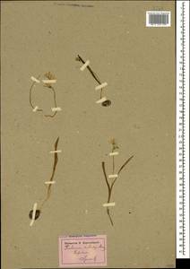 Puschkinia scilloides Adams, Caucasus, Azerbaijan (K6) (Azerbaijan)