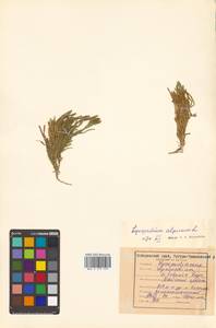 Diphasiastrum alpinum (L.) Holub, Siberia, Russian Far East (S6) (Russia)