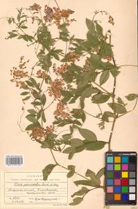 Vicia pseudorobus Fisch. & C.A.Mey., Siberia, Russian Far East (S6) (Russia)