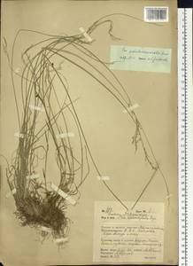 Poa alta Hitchc., Siberia, Russian Far East (S6) (Russia)