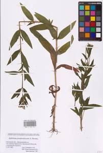 Epilobium pseudorubescens A. K. Skvortsov, Eastern Europe, Central forest-and-steppe region (E6) (Russia)