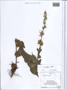 Verbascum densiflorum Bertol., Eastern Europe, Rostov Oblast (E12a) (Russia)
