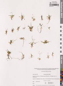Androsace filiformis Retz., Siberia, Chukotka & Kamchatka (S7) (Russia)