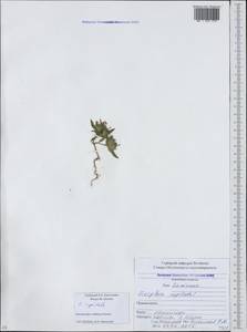 Ziziphora capitata L., Caucasus, South Ossetia (K4b) (South Ossetia)