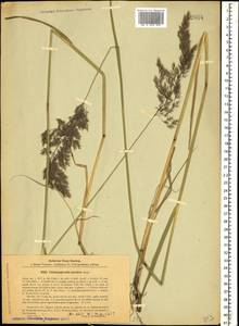 Calamagrostis pseudophragmites (Haller f.) Koeler, Caucasus, Turkish Caucasus (NE Turkey) (K7) (Turkey)