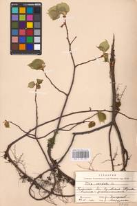 Tilia cordata Mill., Eastern Europe, Western region (E3) (Russia)