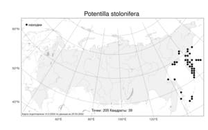 Potentilla stolonifera Lehm. ex Ledeb., Atlas of the Russian Flora (FLORUS) (Russia)
