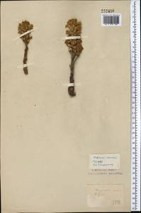 Phelipanche ramosa (L.) Pomel, Middle Asia, Northern & Central Kazakhstan (M10) (Kazakhstan)