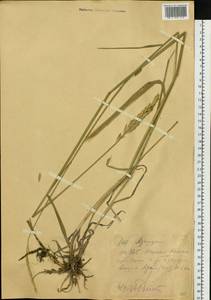 Agropyron, Siberia, Western (Kazakhstan) Altai Mountains (S2a) (Kazakhstan)