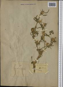Centaurea calcitrapa L., Western Europe (EUR) (Italy)