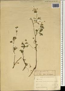 Apium graveolens L., South Asia, South Asia (Asia outside ex-Soviet states and Mongolia) (ASIA) (Afghanistan)