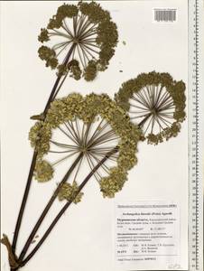 Angelica archangelica subsp. litoralis (Fr.) Thell., Eastern Europe, Northern region (E1) (Russia)