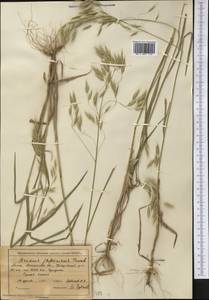 Bromus japonicus Houtt., Middle Asia, Northern & Central Tian Shan (M4) (Kazakhstan)