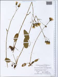 Hieracium subcrassifolium (Zahn) Üksip, Eastern Europe, Northern region (E1) (Russia)