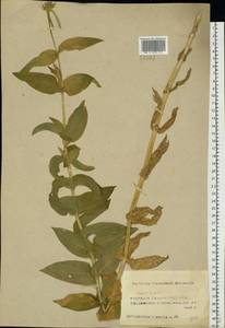 Silene chalcedonica (L.) E. H. L. Krause, Eastern Europe, Middle Volga region (E8) (Russia)