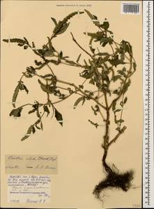 Elsholtzia ciliata (Thunb.) Hyl., Caucasus, North Ossetia, Ingushetia & Chechnya (K1c) (Russia)