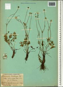 Ranunculus raddeanus Regel, Caucasus, Armenia (K5) (Armenia)