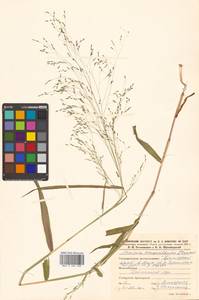 Panicum bisulcatum Thunb., Siberia, Russian Far East (S6) (Russia)