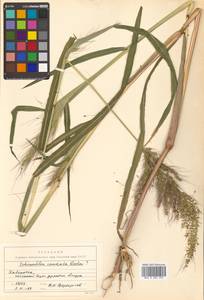 Echinochloa crus-galli subsp. crus-galli, Siberia, Russian Far East (S6) (Russia)