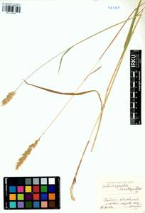 Calamagrostis korotkyi Litv., Siberia, Baikal & Transbaikal region (S4) (Russia)