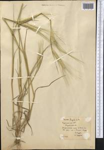 Secale sylvestre Host, Middle Asia, Karakum (M6) (Turkmenistan)