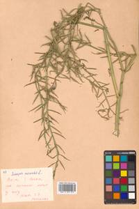 Rhamphospermum arvense (L.) Andrz. ex Besser, Siberia, Russian Far East (S6) (Russia)