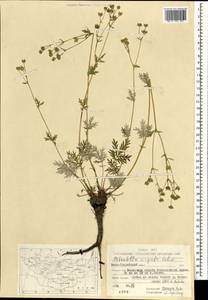 Potentilla virgata Lehm., Mongolia (MONG) (Mongolia)