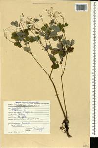 Chelidonium majus L., Caucasus, Georgia (K4) (Georgia)